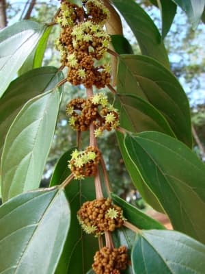 Colubrina glandulosa