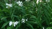 Hedychium coronarium
