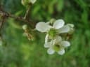 Rubus erythrocladus