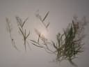 Eragrostis amabilis