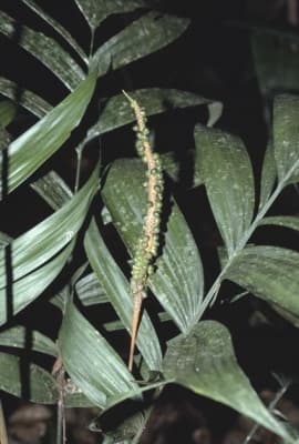 Geonoma macrostachys