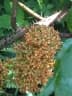 Urera rigida