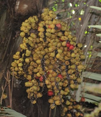 Arenga obtusifolia