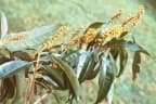 Byrsonima spicata