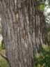 Terminalia porphyrocarpa
