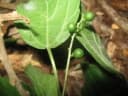 Celtis gomphophylla