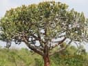 Euphorbia lacei