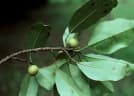 Manilkara obovata