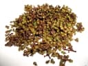 Zanthoxylum acanthopodium