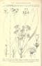 Pycnocoma macrophylla