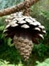 Pinus oocarpa