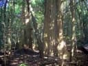 Dendrocnide excelsa