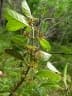 Danais ligustrifolia