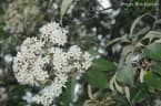 Cordia trichotoma