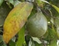 Inocarpus fagifer