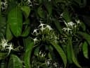 Faramea occidentalis