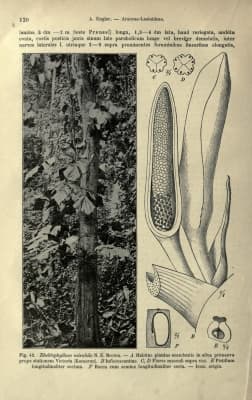 Cercestis mirabilis