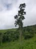 Juniperus procera