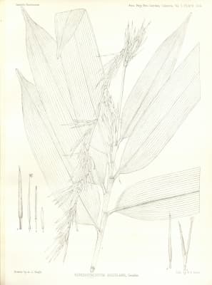 Schizostachyum aciculare