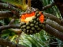 Pandanus utilis