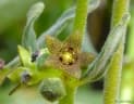 Brachystelma dinteri