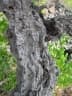 Diospyros sandwicensis