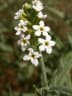 Heliotropium steudneri