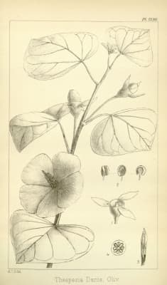 Thespesia danis