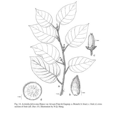 Actinidia fulvicoma