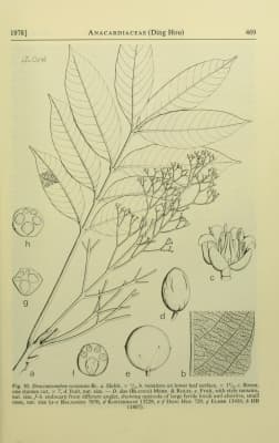 Dracontomelon costatum