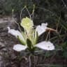 Lemuropisum edule