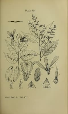 Shorea ovata
