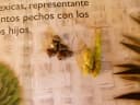 Zea diploperennis