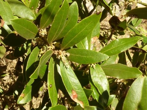 Euclea natalensis