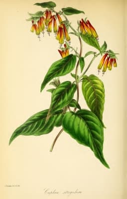 Cuphea strigulosa