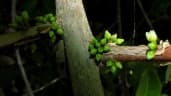 Pouteria procera