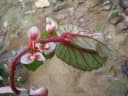 Begonia sessilifolia