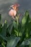 Canna glauca