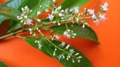 Miconia prasina