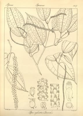 Piper sylvestre