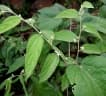 Grewia hirsuta