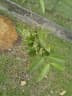 Calophyllum soulattri