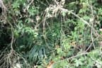 Philodendron radiatum