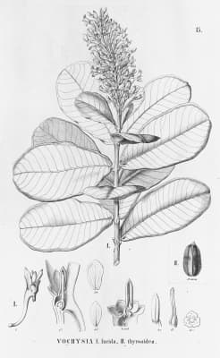 Vochysia glaberrima