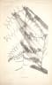 Calamus vidalianus
