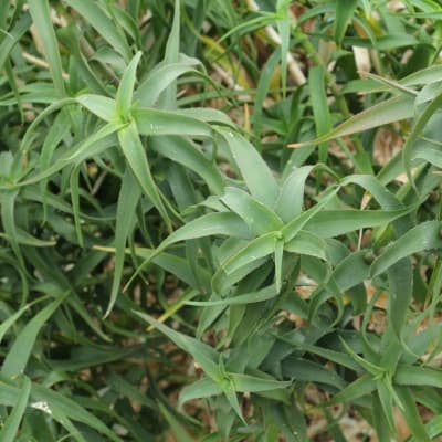 Aloe volkensii