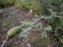 Albizia arenicola