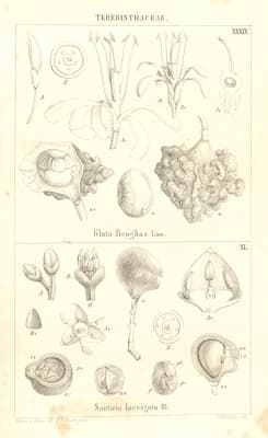 Santiria laevigata