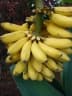 Musa x paradisiaca
