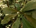 Campnosperma squamatum